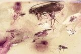 Detailed Fossil True Midge Swarm and Caddisfly In Baltic Amber #381228-1